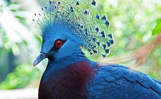 世界十大最美丽的鸟类 锦鸡是我国的二级保护动物