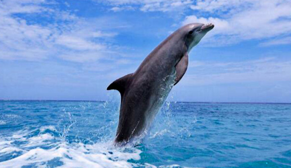为什么海豚会救人 答案可能出乎人们意料（天性）