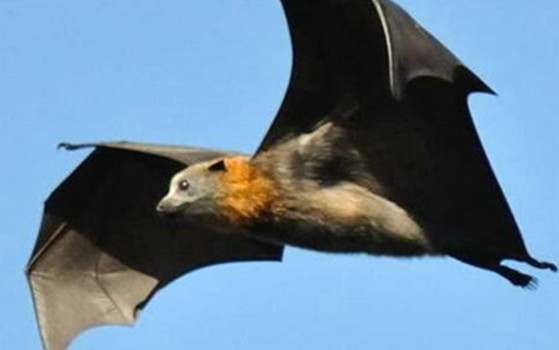 蝙蝠和鸟类的区别 虽然会飞却属于哺乳动物