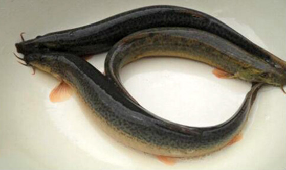 泥鳅是什么类型的动物 属于泥鳅科是鱼类的一种