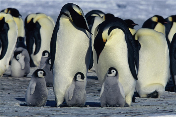 企鹅送到北极会死吗 北极上是否存在过企鹅
