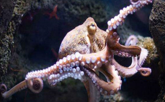 章鱼的痛觉是人的几倍 章鱼自身有痛觉吗（十几倍）