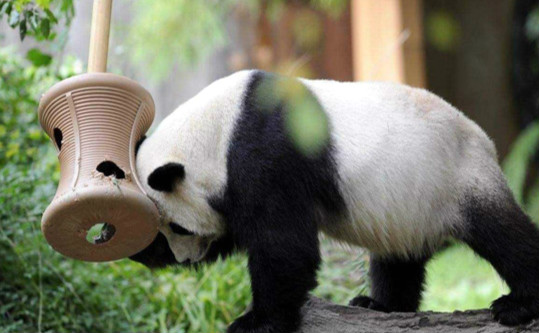 大熊猫和恐龙是一个时代的吗 大熊猫的先祖是什么样子