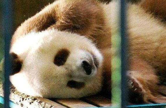 世界上仅存的一只棕色大熊猫 棕色大熊猫还活着吗