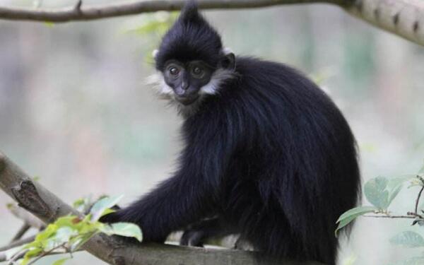 黑叶猴是几级保护动物 一级全身黑色脸颊有白毛