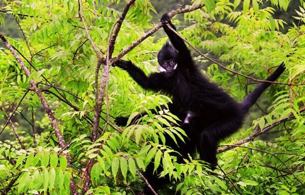 黑叶猴是几级保护动物 一级全身黑色脸颊有白毛
