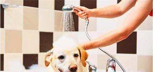狗狗洗澡的正确步骤