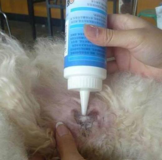 狗耳朵发炎的症状 狗狗耳朵化脓阿莫西林