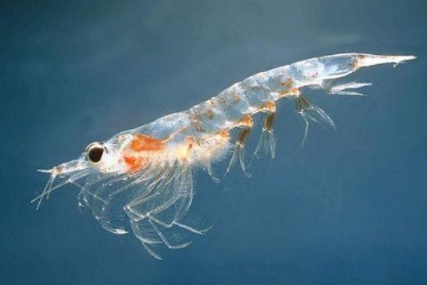 南极磷虾:一个种群中包含1