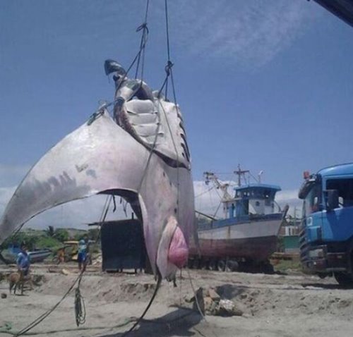 世界上最大的淡水鱼 巨型黄貂鱼(长达4.3米/重726斤)