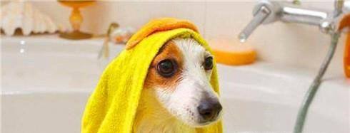 狗狗洗澡的正确步骤