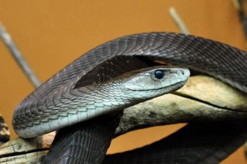 世界上速度最快的蛇 能追上马的黑曼巴蛇毒性还非常的强