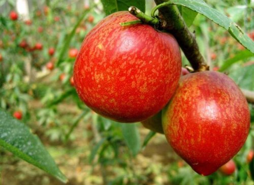 油桃和毛桃的区别是什么？