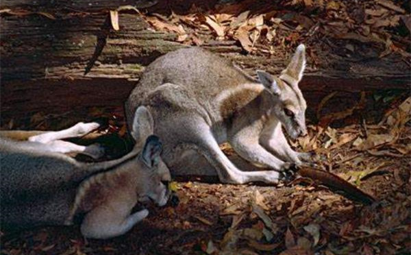 尖尾兔袋鼠:一种尾巴长尖刺的袋鼠(全球不足五百只)