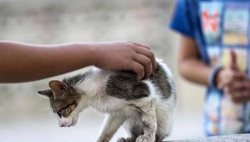 小猫饮食禁忌指南