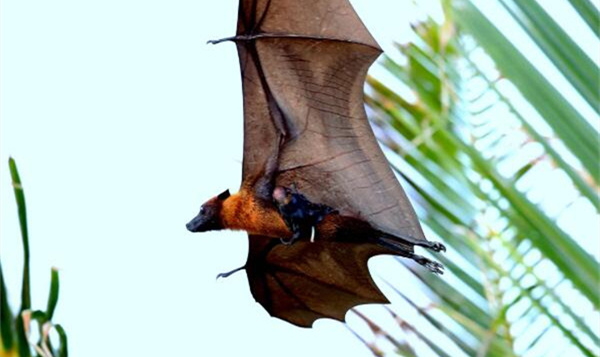 金狐蝠：一种全身金色的大型蝙蝠(翼展可达一米多)