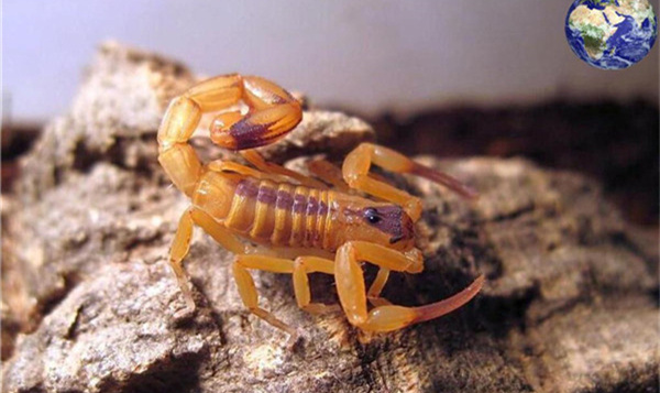 巴西金幽灵介绍：唯一单性繁殖的蝎子（只有母蝎子）