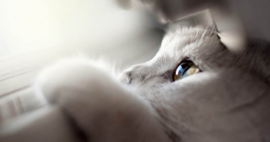 为什么猫咪做了驱虫还是挠 40天小猫能体外驱虫吗？