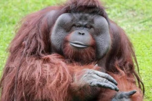 红毛猩猩:一种全身长红毛的猩猩和人类同一祖先