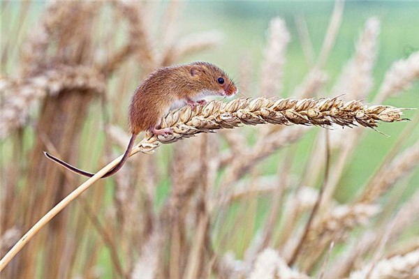 刺巢鼠 一种喜欢打造超大巢穴的生物巢穴直径达1米