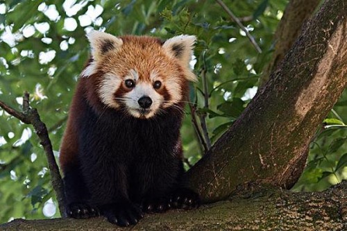 小熊猫:喜欢吃竹子的红熊猫原产自我国云南地区
