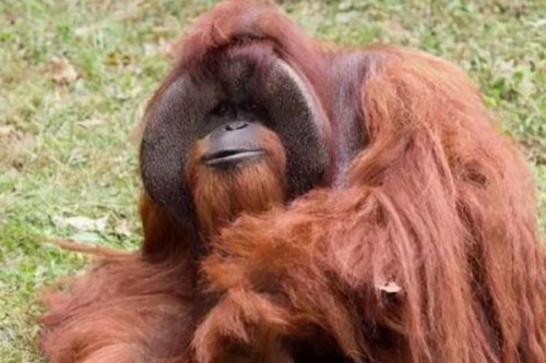 红毛猩猩:一种全身长红毛的猩猩和人类同一祖先