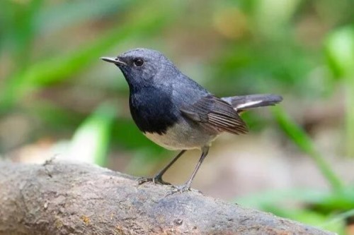 黑喉歌鸲 叫声简单 雌鸟孵卵雄鸟提供食物