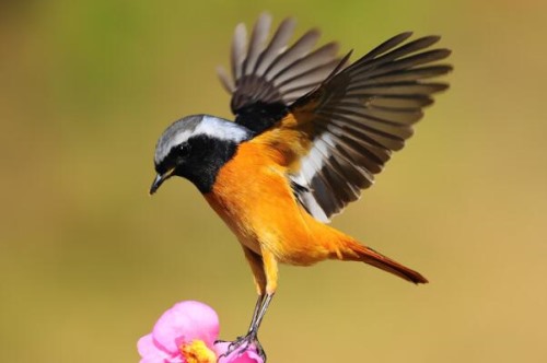 北红尾鸲 领域性强 雄鸟求偶骚气对雌鸟点头翘尾