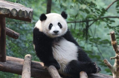 熊猫为什么会获得全世界人的喜爱