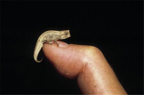 刹泰路侏儒变色龙 变色龙经过长期演化基因变化