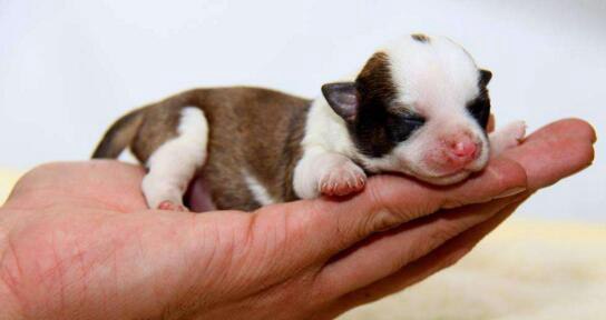 最新世界最小狗排行 英国袖珍狗(只有6厘米长的吉娃娃)