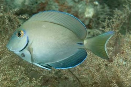 月尾刺尾鱼:长有新月状尾巴喜欢刮食礁石上的水藻