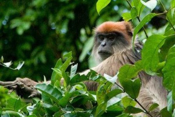 塔那河红疣猴:全球25种最濒危动物之一(拇指退化成疣)