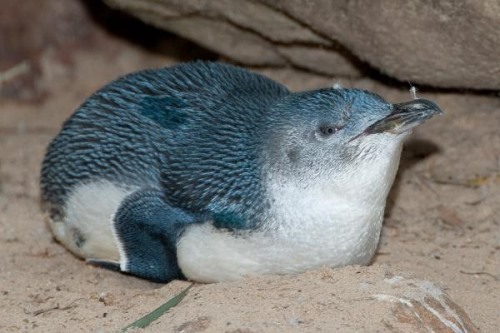 小蓝企鹅:唯一拥有蓝色羽毛的小型企鹅体重仅1公斤