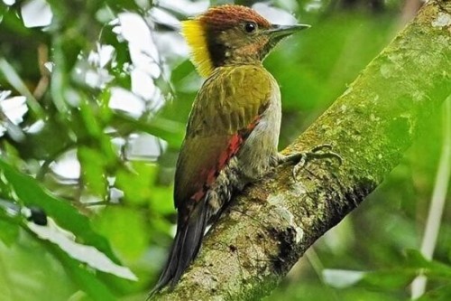 黄冠啄木鸟 全身多橄榄色 丛林鸟类在地势高林内