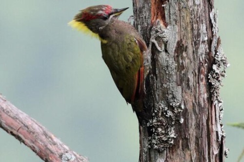 黄冠啄木鸟 全身多橄榄色 丛林鸟类在地势高林内