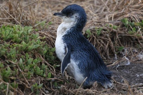 小蓝企鹅:唯一拥有蓝色羽毛的小型企鹅体重仅1公斤