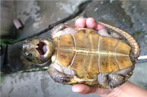 大头龟 因头部较大无法缩进壳内又名平胸龟