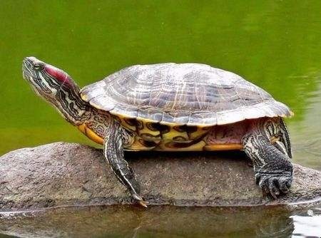 巴西红耳龟怎么分雌雄