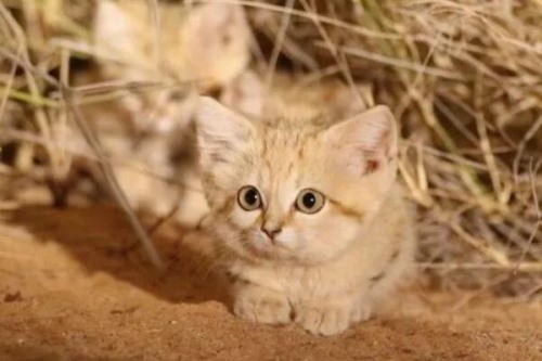 沙丘猫为什么不能养?是濒危物种不允许私人饲养