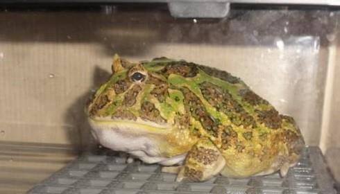 角蛙冬天怎么养