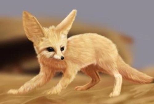 南加利福尼亚猫狐 长仅0.51米 会不停挖洞已灭绝