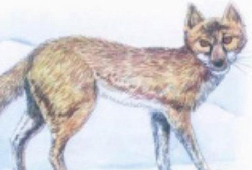 南加利福尼亚猫狐 长仅0.51米 会不停挖洞已灭绝