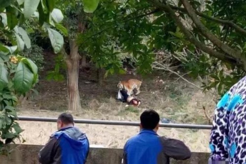 宁波动物园老虎咬人事件:为逃票翻三米高墙误入老虎区