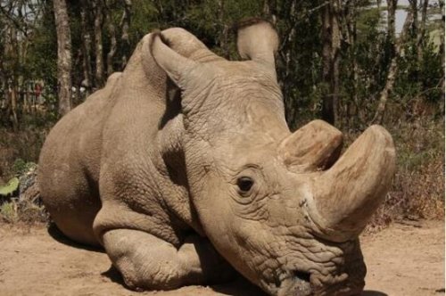 世界上最大的犀牛 白犀牛被40名武装部队24小时保护
