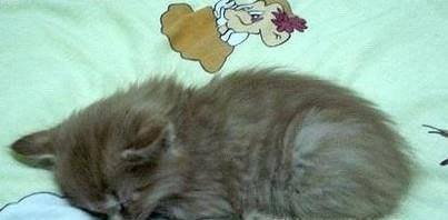 小猫老爱睡在床上怎么办？