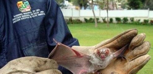 丑恶的吸血蝙蝠 一生可吸100升的血(100斤的人大概有4升血)