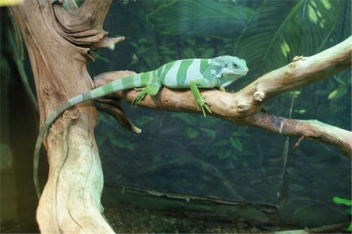 斐济冠状鬣蜥 比较喜欢干燥环境可转换颜色