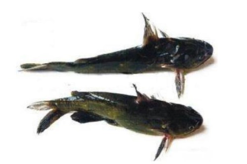刺鲶vs食人鱼谁厉害?亚马逊河中最凶猛的两大杀手