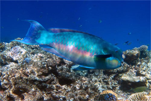钝头鹦嘴鱼 又称红鹦哥大多在太平洋区域生活